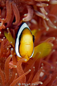 Clown in a red anemone by Stuart Ganz 